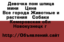 Девочка пом шпица мини  › Цена ­ 30 000 - Все города Животные и растения » Собаки   . Кемеровская обл.,Новокузнецк г.